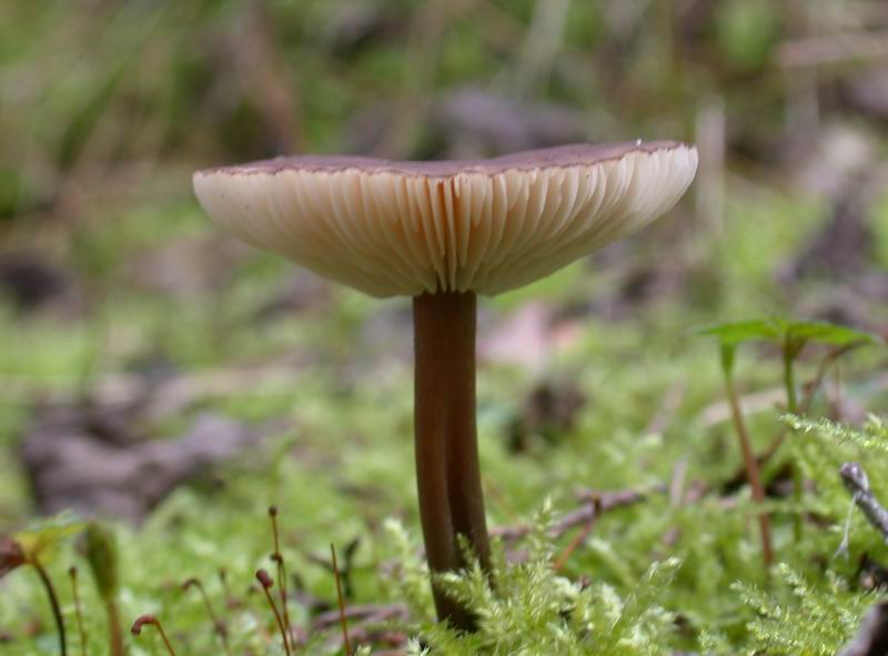 Escursione in cipresseta